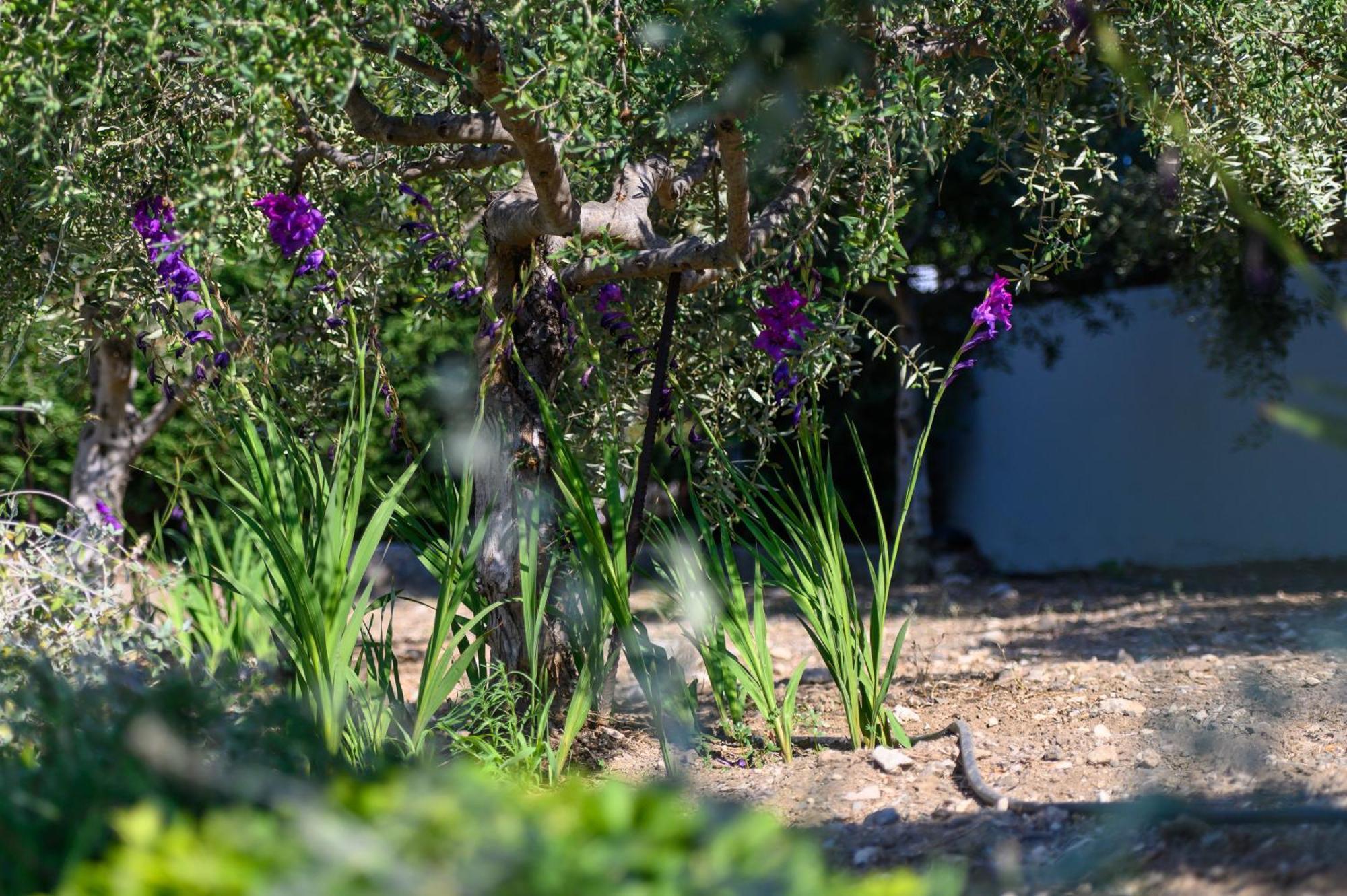Phillyrea Luxury Villas Kos-Stadt Exterior foto